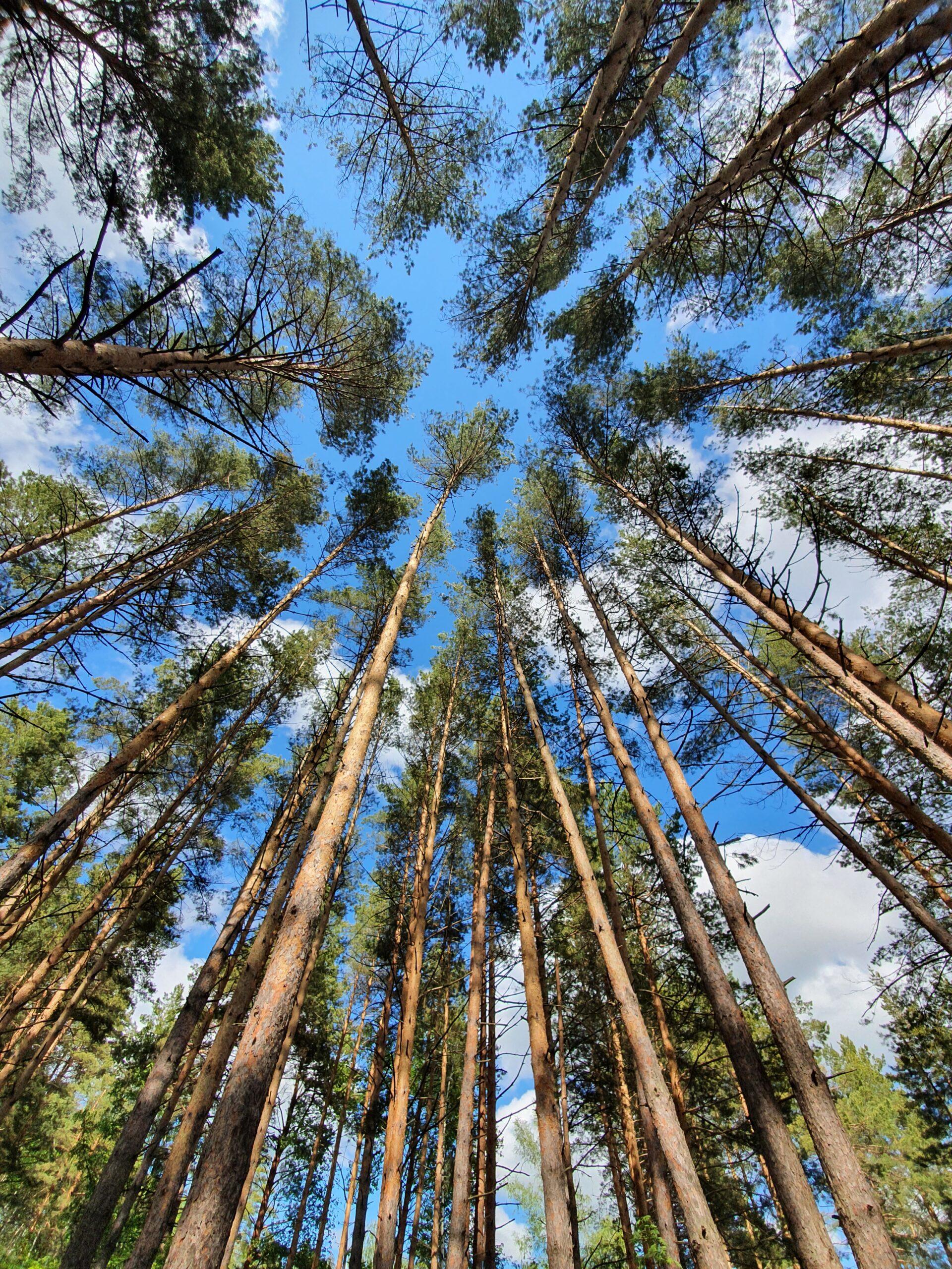 Photo - Forêt de pins