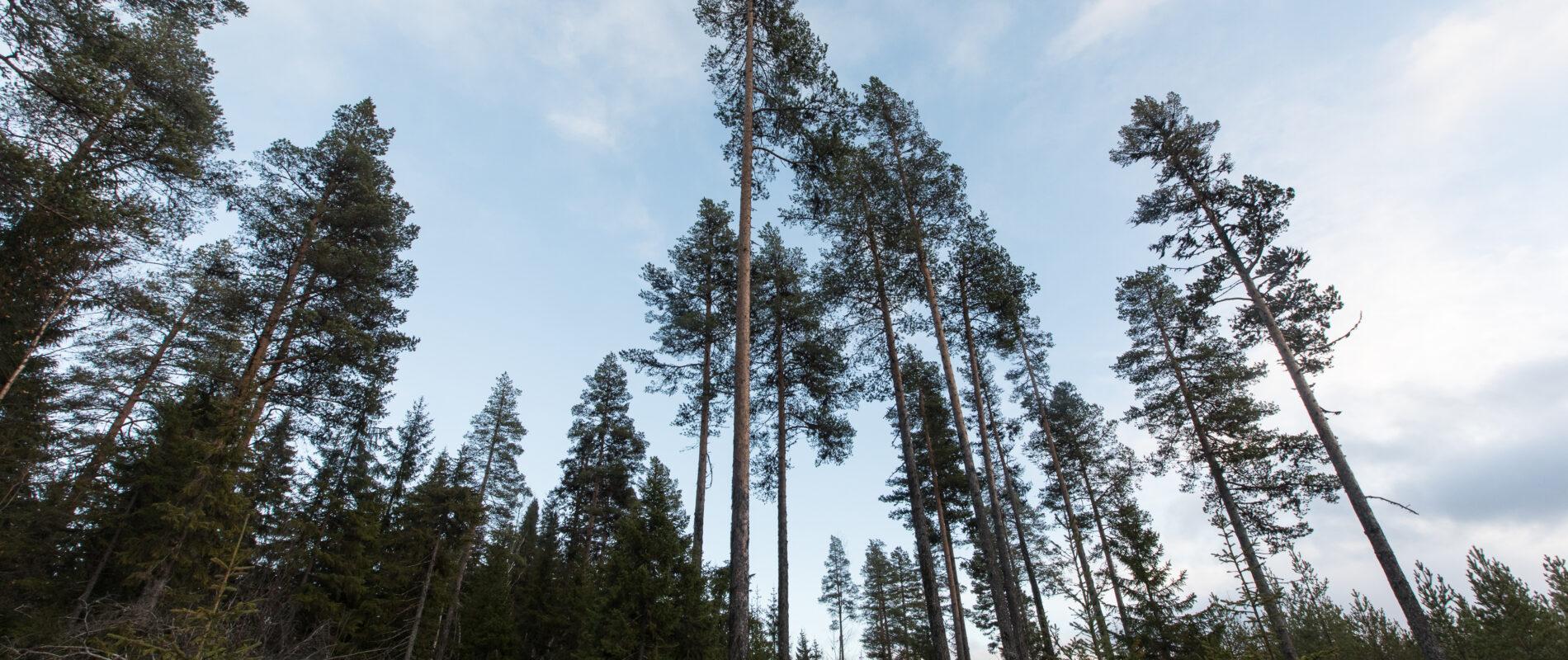 Photo - Forêt de pins