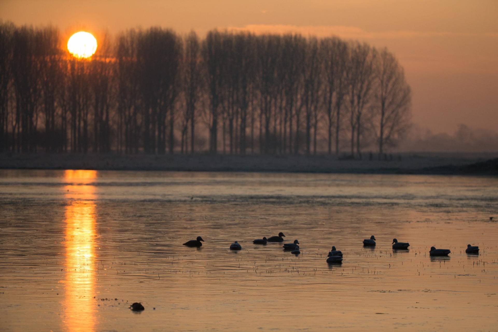 Photo - Canards devant le coucher de soleil