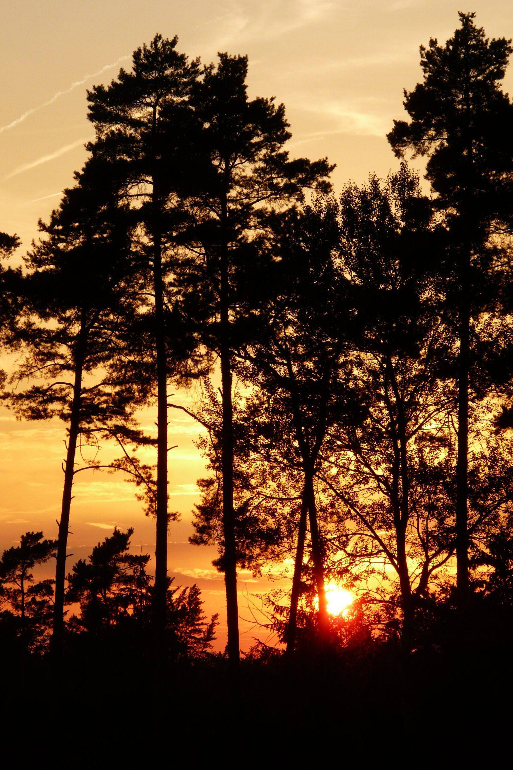 Photo - Coucher de soleil derrière des pins